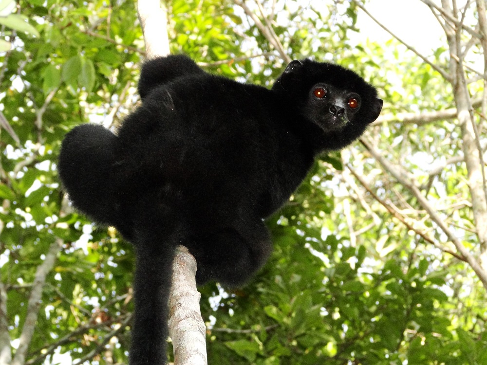 perriers sifaka2 © globalherping inaturalist cc r